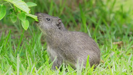 Brazilian-Guinea-Pig-on-grass-reaches-up-to-feed-on-fresh-green-leaves