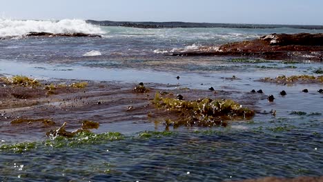Olas-Rompiendo-En-Una-Playa-Rocosa,-Con-Algas-Visibles-En-El-Agua