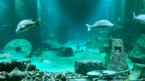 Giant-fishes-swimming-in-the-Atlantis-Hotel-Aquarium-in-Nassau,-Bahamas