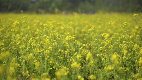 Mustard-flowers-are-blooming-in-the-vast-field