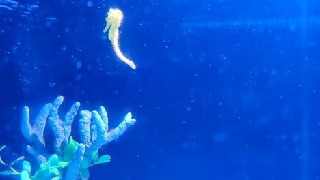 Seahorse-swimming-in-crystal-clear-water-in-the-aquarium-in-Atlantis-hotel-zoo-in-the-Bahamas