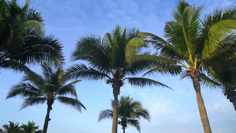 Kokospalme-Mit-Schönem-Blauem-Himmel-Und-Wolken
