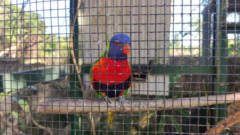 Two-colorful-parrots-in-a-cage-in-the-zoo-Ardastra-Gardens-in-Nassau,-Bahamas