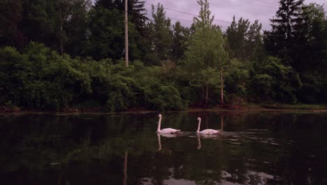 Pair-of-Swans-Swim-through-Pond-at-Sunset,-Cinematic-Panning-Shot-with-Pink-Cloudy-skies