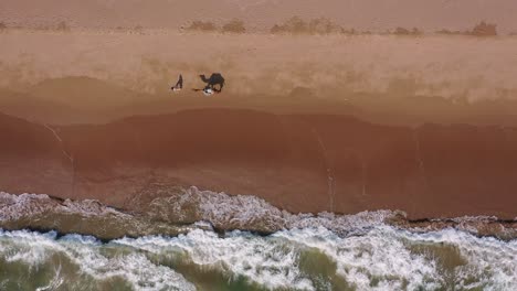 Aerial-Top-Down-View-Of-Male-Walking-Camel-On-Beach-With-Waves-Breaking-At-Balochistan