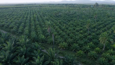 Aerial-circle-shot-of-dense-growing-Oil-Palm-Tree-Field-on-Dominican-Republic-Island-during-summer---Cultivation-of-Oil-Palm-Plantation-in-subtropical-region