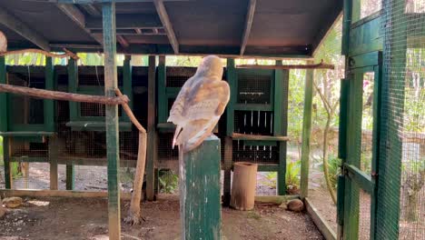 An-owl-flies-and-lands-on-a-wooden-beam-in-a-cage-in-the-zoo-Ardastra-Gardens-in-Nassau,-Bahamas