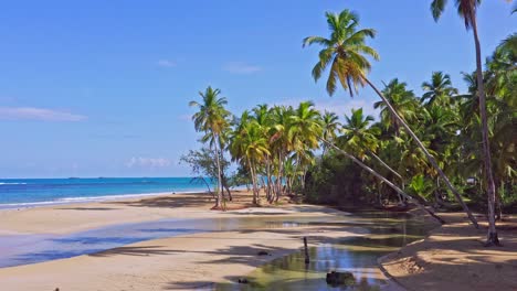 Leaning-palm-trees-at-lagoon-area-of-tropical-Playa-Coson,-Caribbean