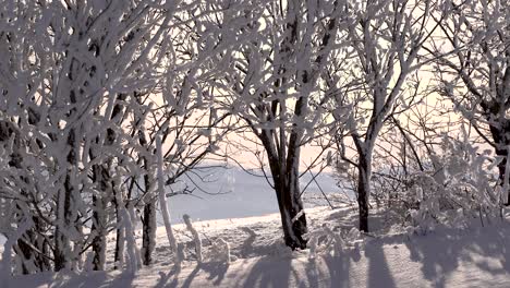 Snow-slowly-melting-and-falling-off-trees-in-beautiful-winter-landscape
