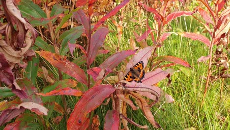 wide-angle-view-Butterfly-sitting-on-a-red-leave