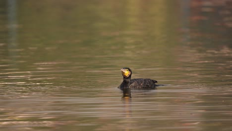 A-large-cormorant-swimming-in-a-lake-before-diving-into-the-water