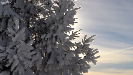 Beautiful-snow-covered-branches-of-pine-silhouetted-against-sun-outdoor