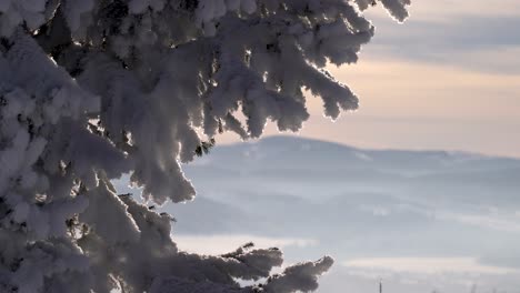 Primer-Plano-De-Hermosas-Ramas-De-árboles-Contra-El-Paisaje-Invernal-Con-Nieve-Cayendo