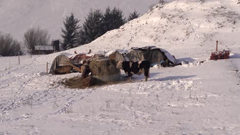 Cattle-eating-dried-grass-outside,-surrounded-by-snowed-in-winter-landscape