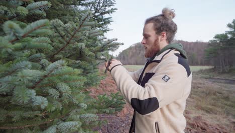 Norwegian-Guy-Cut-Off-Spruce-Foliage-Using-Pruning-Shears