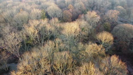 Overlooking-the-treetops-in-Kent-during-Autumn-at-sunrise