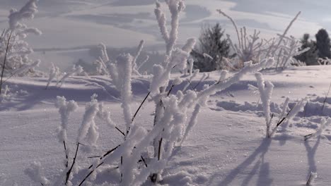 Slow-tilt-up-over-beautiful-frozen-twigs-towards-winter-mountain-landscape