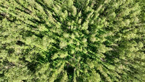 Eukalyptuswald-In-Ländlicher-Landschaft