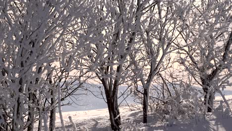 Paisaje-Invernal-Tranquilo-Y-Relajante-Con-Nieve-Cayendo-De-Las-Ramas-De-Los-árboles-En-Invierno