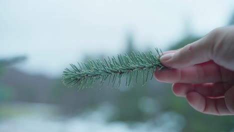 Hand-Holding-Green-Spruce-Leaf-In-Focus