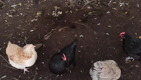 Looking-down-on-wild-organic-chicken-in-a-free-range-farm