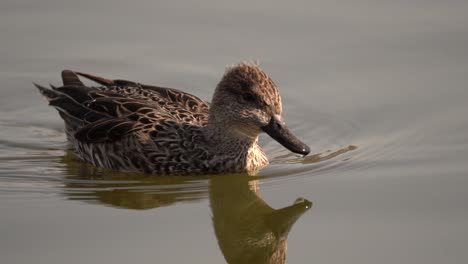 A-northern-pintail-swimming-in-a-lake-in-the-early-morning-light