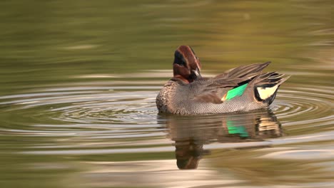 A-green-winged-teal-preening-its-feathers-while-swimming-in-a-lake-in-the-morning-light