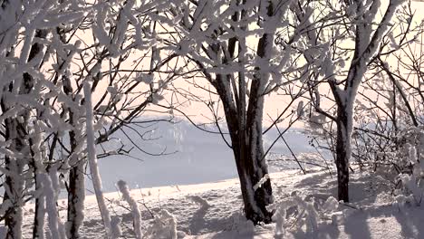 Close-up-view-of-Snow-slowly-melting-and-falling-off-trees-in-beautiful-winter-landscape