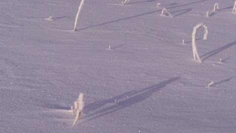 Close-up-tilt-over-frozen-snow-field-with-covered-plants-in-winter