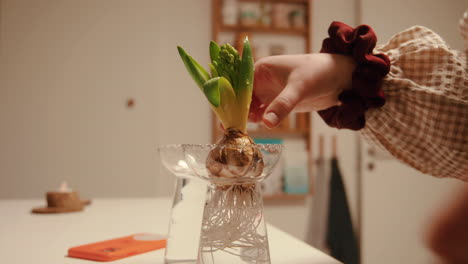 Planting-hyacinth-bulb-into-a-glass-vase-in-the-kitchen-4K