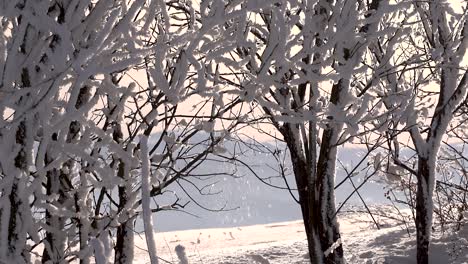 Slow-tilting-down-shot-of-snow-falling-off-tree-branches-in-winter-snow-landscape
