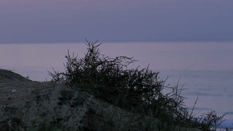 Silhouette-Des-Wüstenpflanzenbuschs-Mit-Boken-Arabischem-Meer-Im-Hintergrund-Im-Abendsonnenunterganglicht