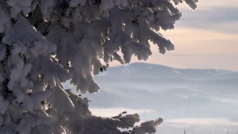 Stunning-close-up-shot-of-snow-covered-tree-branches-with-mountains-in-distance