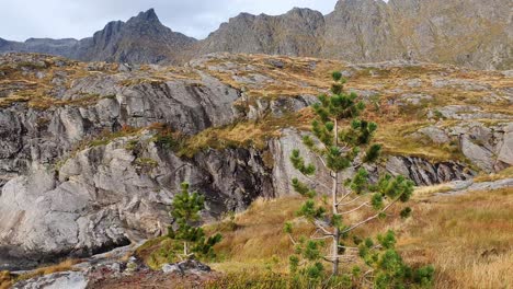 Autumn-pine-tree-in-front-of-rugged-mountains-in-Nord-Norway