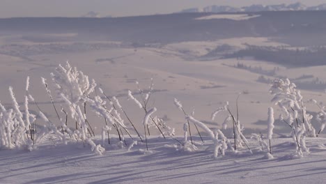 Gefrorene-Pflanzen-Mit-Schnee,-Die-Sich-Vor-Dem-Hintergrund-Verschwommener-Winterberglandschaft-Auftürmten