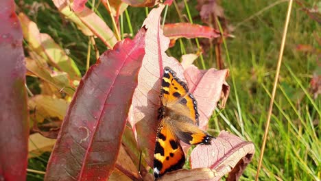 Close-up-Beautiful-Butterfly-sitting-on-a-red-leave