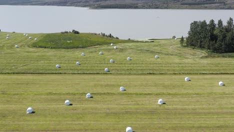 White-round-hay-bales-drying-in-grass-meadow-rural-Iceland,-Lagarfljót-lake-in-background,-aerial