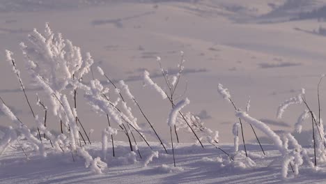 Slow-pan-across-small-twigs-on-ground-covered-in-snow-in-winter-landscape