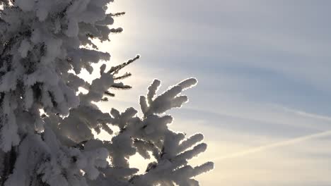 Langsame-Neigung-Nach-Unten-über-Einen-Wunderschönen-Schneebedeckten-Baum,-Der-Im-Winter-Silhouettiert-Wird