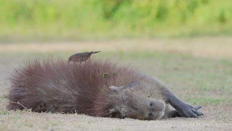 Cowbird-eating-parasites-from-fur-of-sleeping-Capybara