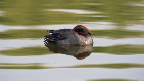 A-green-winged-teal-swimming-around-in-a-lake-in-the-morning-light