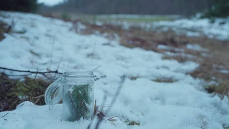 Green-Foliage-Of-Spruce-Tree-Placing-In-A-Glass-Jar-During-Winter