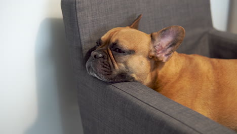 Close-Up-Portrait-Of-A-Sleepy-French-Bulldog-Dog-Breed-on-the-armchair