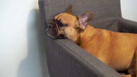 Braune-Französische-Bulldogge,-Die-Sich-Auf-Dem-Stuhl-Mit-Kinn-Auf-Dem-Sessel-Entspannt
