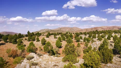Vuelo-Sobre-El-Desierto-Turco-Con-Pinos-Y-Colinas-De-Piedra