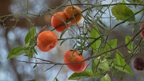 Tangerine-orange-swaying-in-the-wind