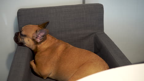 Hellbraune-Französische-Bulldogge-Liegt-Auf-Sessel-Und-Legt-Kopf-Auf-Rücken,-Hund-Zusammengerollt-Auf-Stuhl-Am-Tisch