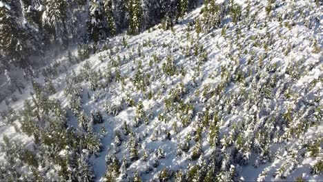 Aerial-Winter-Logging-Cut-on-Vancouver-Island,-Canada