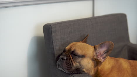 Pedestal-shot-showing-sleepy-French-Bulldog-indoors-on-chair-in-living-room,close-up