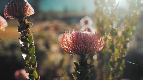 Erstaunliche-Rote-Wilde-Blume-Proteaceae-L